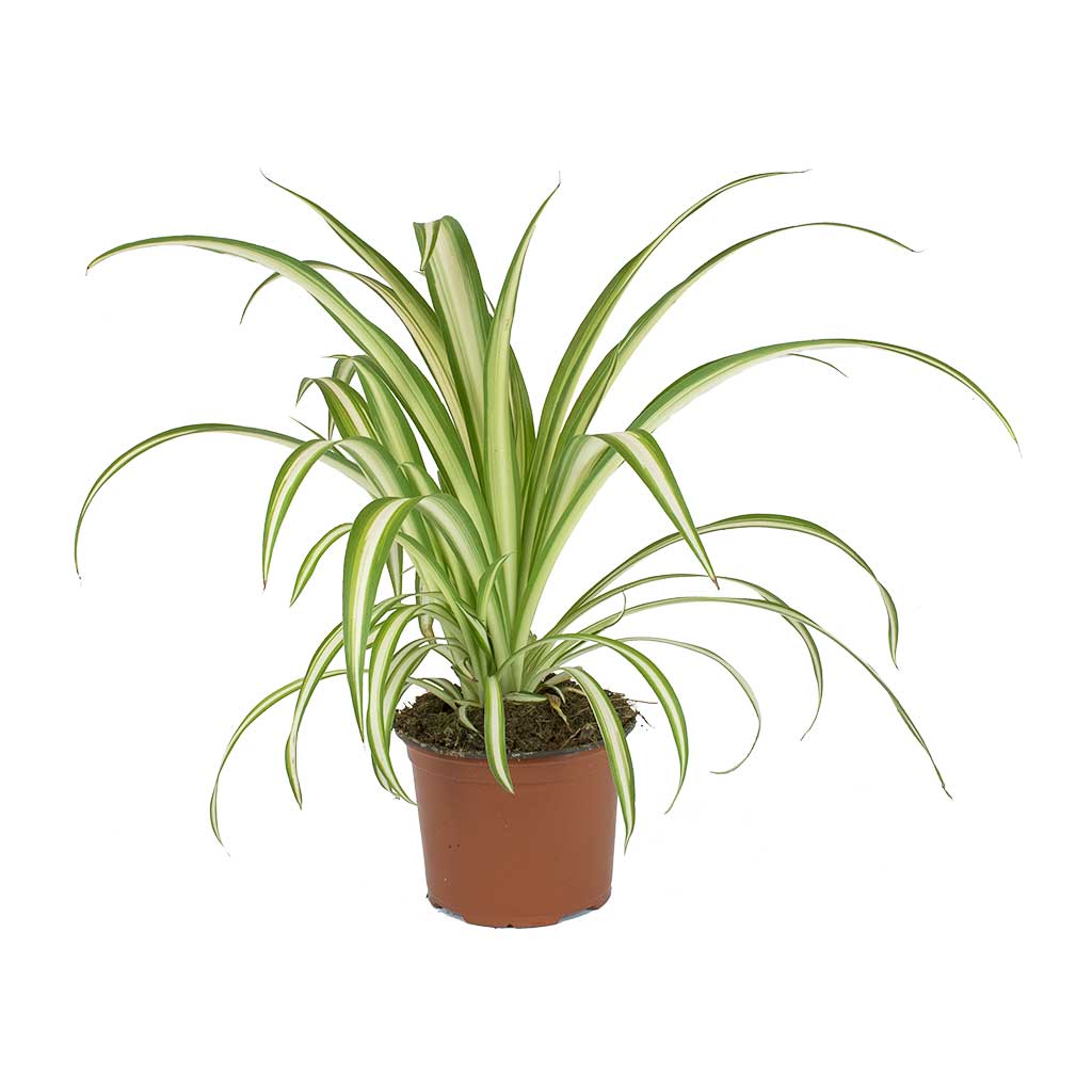Chlorophytum comosum Vittatum - Spider Plant
