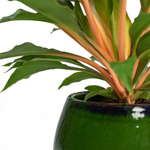 Chlorophytum orchidastrum Green Orange & Charlotte Plant Pot - Green Close Up