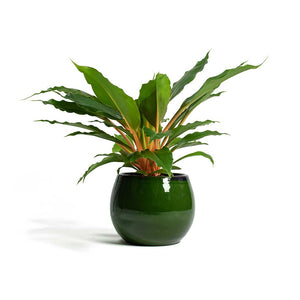 Chlorophytum orchidastrum Green Orange & Charlotte Plant Pot - Green