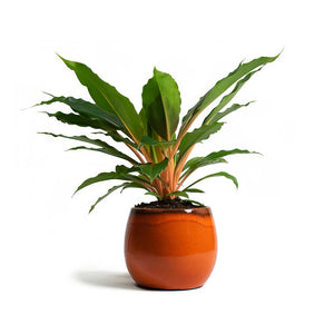 Chlorophytum orchidastrum Green Orange & Charlotte Plant Pot - Orange