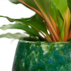 Chlorophytum orchidastrum Green Orange with Lindy Plant Pot Black Green Close-Up