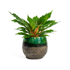Chlorophytum orchidastrum Green Orange with Lindy Plant Pot Black Green