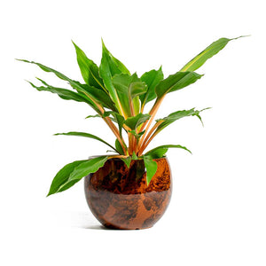 Chlorophytum orchidastrum Green Orange & Kae Cayenne Plant Pot