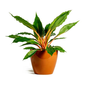 Chlorophytum orchidastrum Green Orange & Sven Mandarin Plant Pot