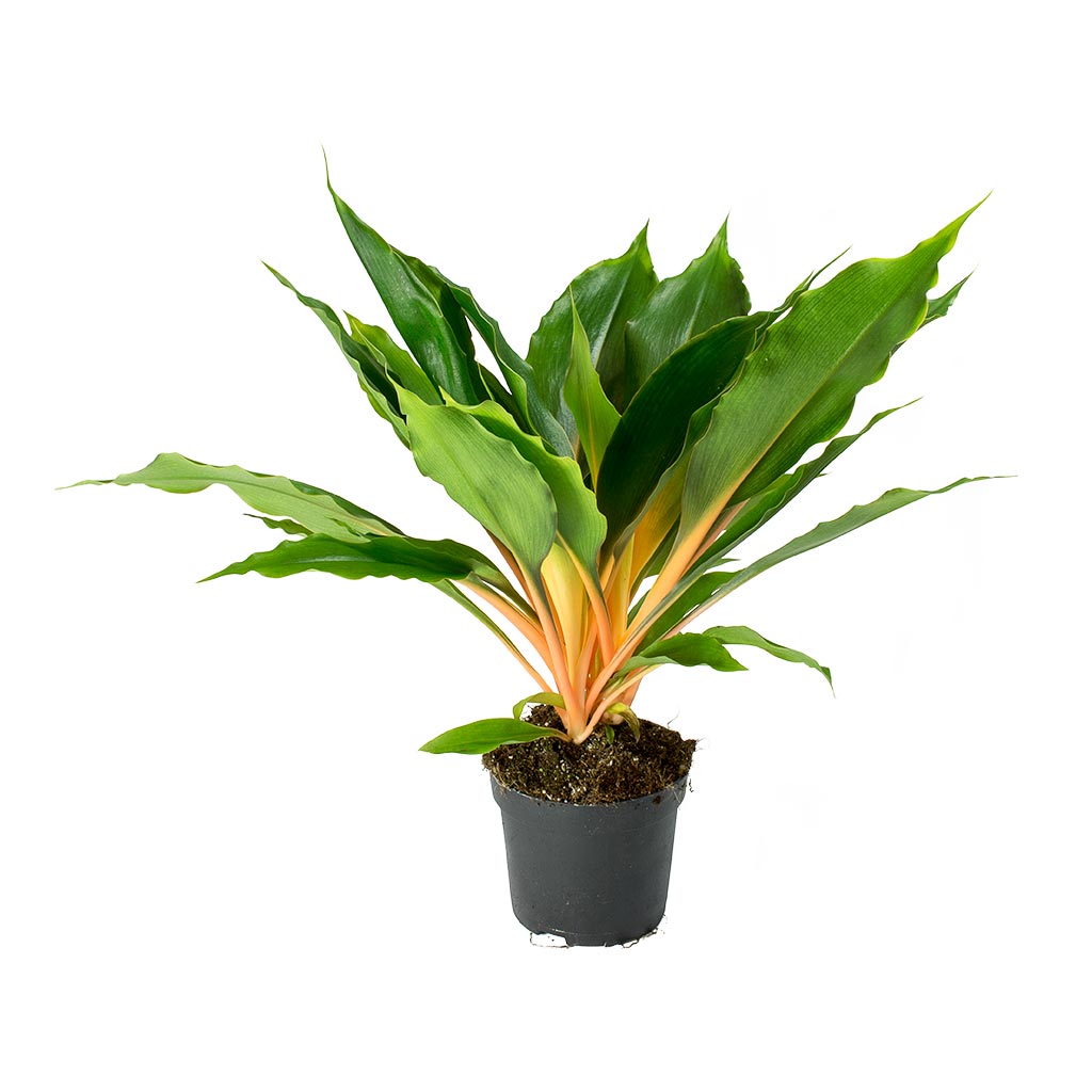 Chlorophytum orchidastrum Green Orange Spider Plant | Hortology - HORTOLOGY