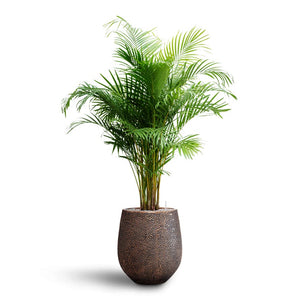 Chrysalidocarpus - Areca Palm - Hydroculture & Opus Hit Darcy Planter - Gold