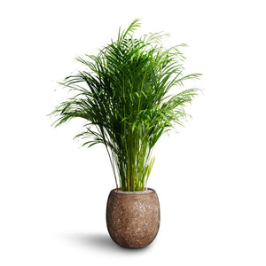 Chrysalidocarpus - Areca Palm - Hydroculture & Polystone Coated Plain Balloon Planter - Rock