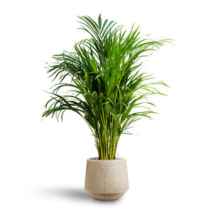 Chrysalidocarpus - Areca Palm - Hydroculture & Raindrop Tube Round Planter - Stone