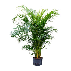Chrysalidocarpus Areca Palm Hydroculture Indoor Plant X Large
