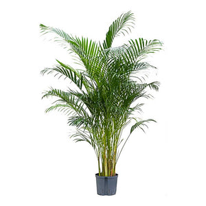 Chrysalidocarpus Areca Palm Hydroculture Indoor Plant Large