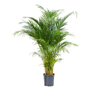 Chrysalidocarpus Areca Palm Hydrocultur Indoor Plant Medium
