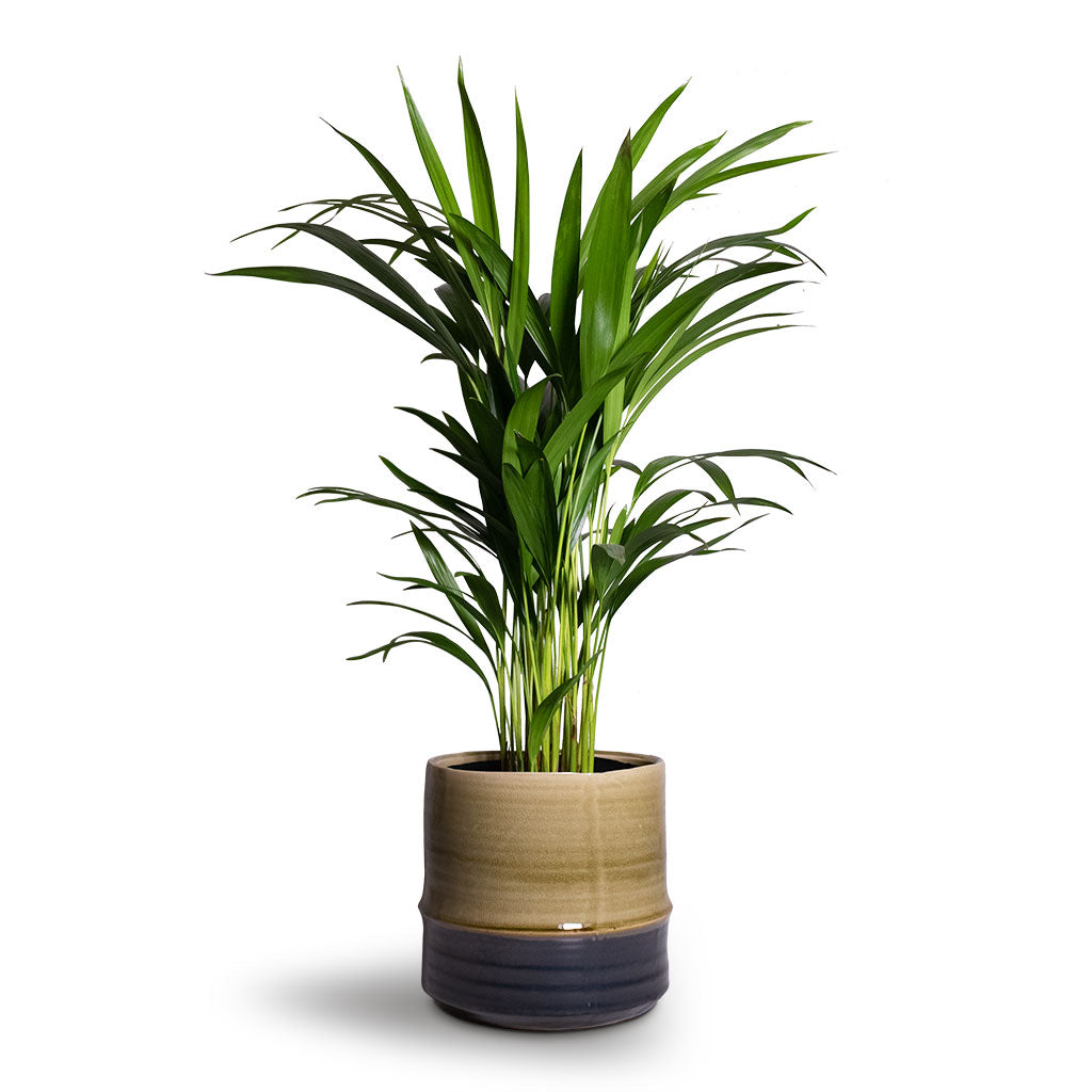 Marlijn Plant Pot - Thyme & Areca Palm
