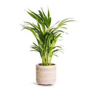 Chrysalidocarpus lutescens Areca Palm Indoor Plant & Nola Plant Pot Shiny Earth