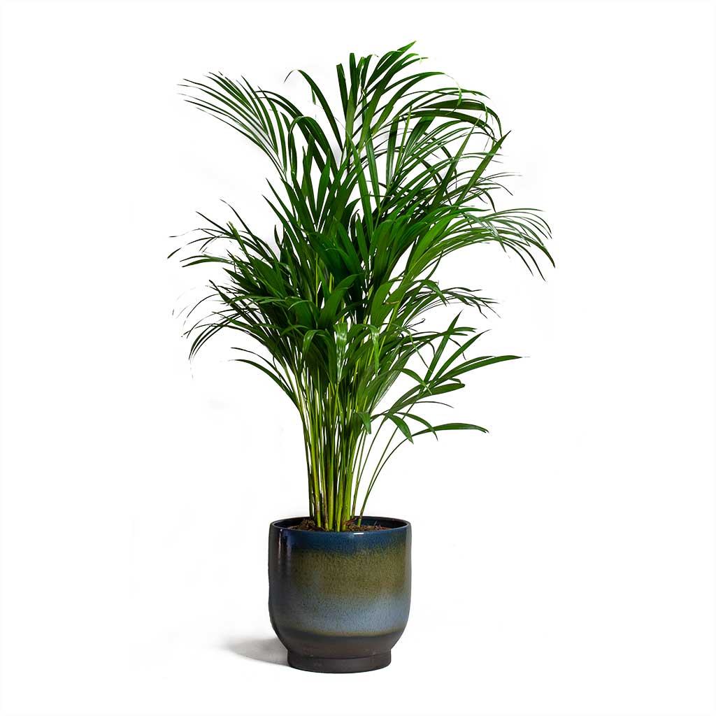 Chrysalidocarpus lutescens Areca Palm & Linn Plant Pot - Deep Sea