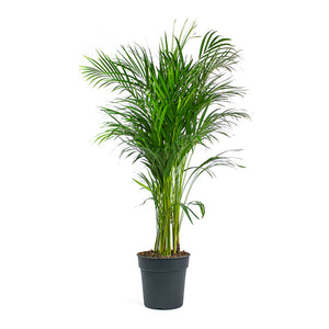 Chrysalidocarpus lutescens Areca Palm 24cm