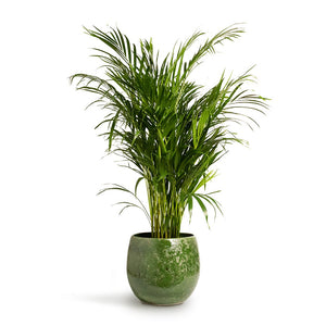 Chrysalidocarpus Lutescens Areca Palm & Aimee Plant Pot Pear