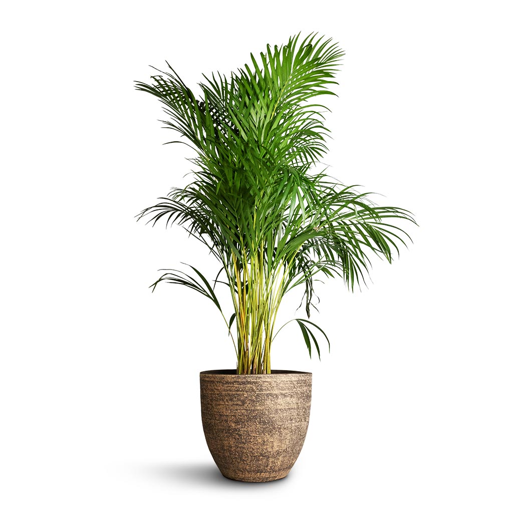 Chrysalidocarpus lutescens - Areca Palm & Cas Plant Pot - Sahara