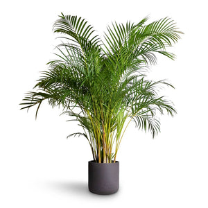 Chrysalidocarpus lutescens - Areca Palm & Charlie Plant Pot - Black Washed