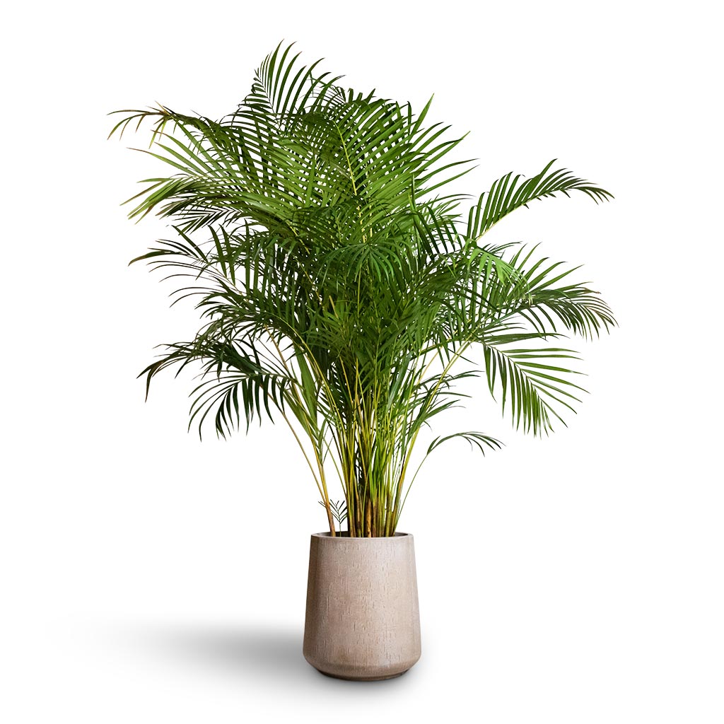 Chrysalidocarpus lutescens - Areca Palm & Raindrop Tube High Round Planter - Stone