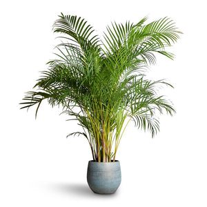 Chrysalidocarpus lutescens - Areca Palm Indoor Plant & Ryan Plant Pot - Blue Gold
