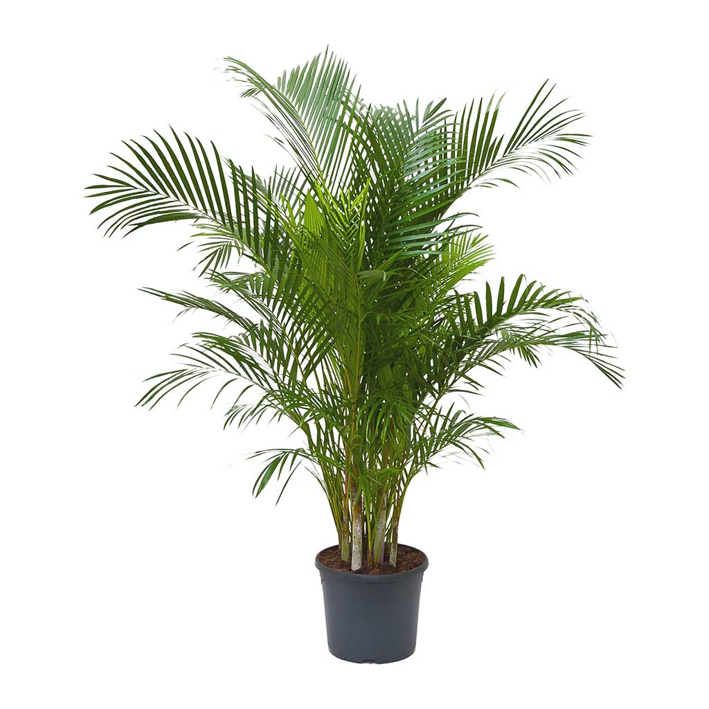 Chrysalidocarpus lutescens - Areca Palm 150cm