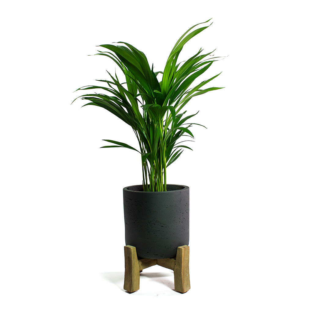 Chrysalidocarpus lutescens Areca Palm with Charlie Plant Pot Low Stand Black Washed