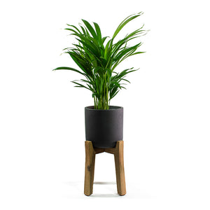 Chrysalidocarpus lutescens Areca Palm with Charlie Plant Pot Tall Stand Black Washed