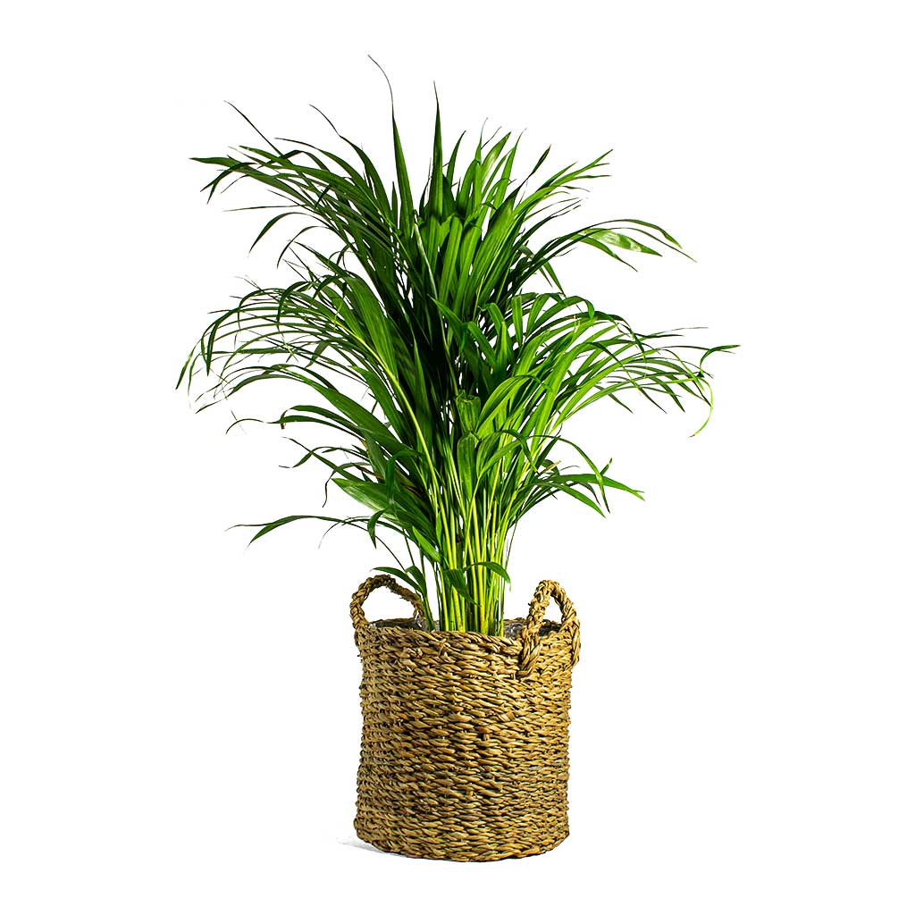 Chrysalidocarpus lutescens Areca Palm & Joris Plant Baskets Set of 3 - Natural