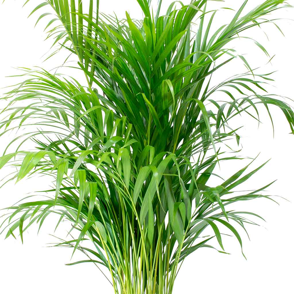 Chrysalidocarpus lutescens - Areca Palm Indoor Plant & Ryan Plant Pot - Blue Gold