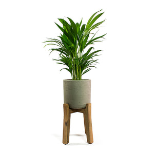 Chrysalidocarpus lutescens Areca Palm with Charlie Plant Pot Tall Stand Grey Washed