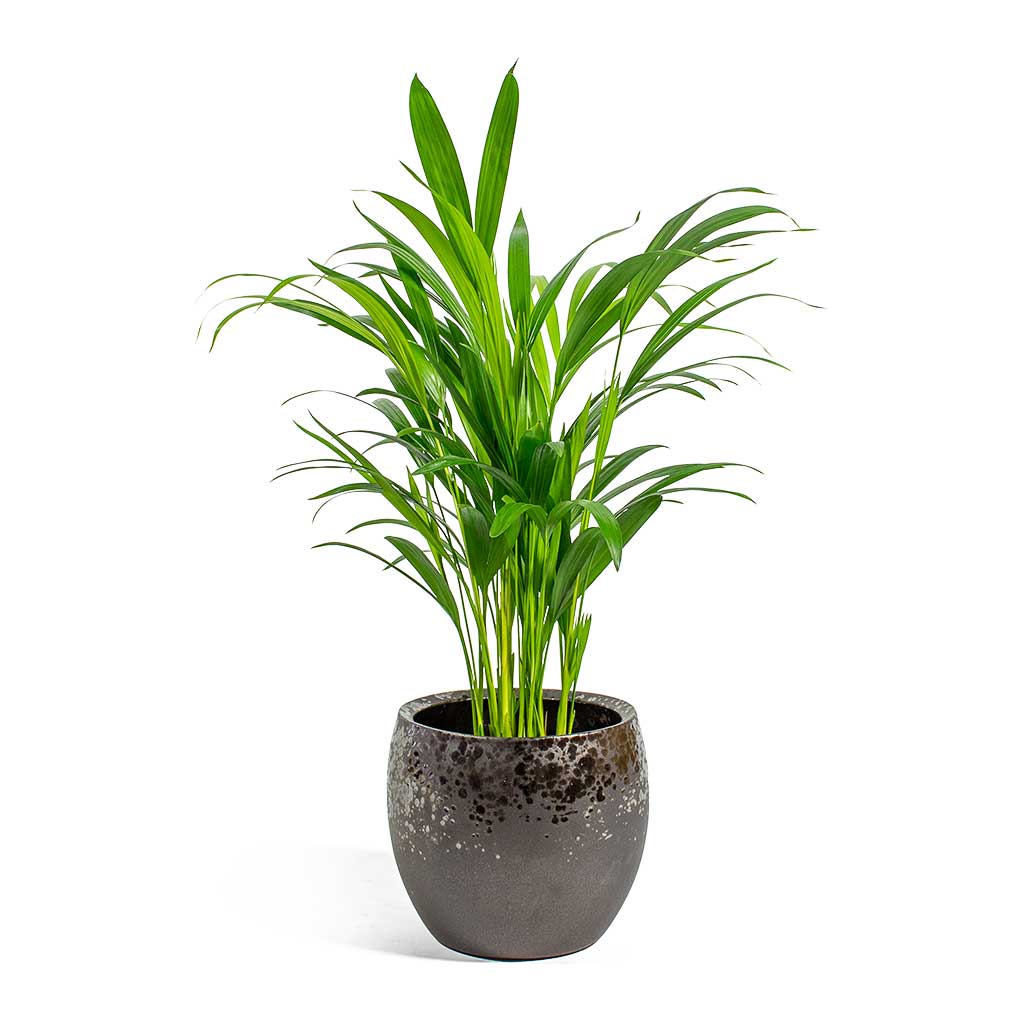 Chrysalidocarpus lutescens Areca Palm & Kae Mocha Plant Pot