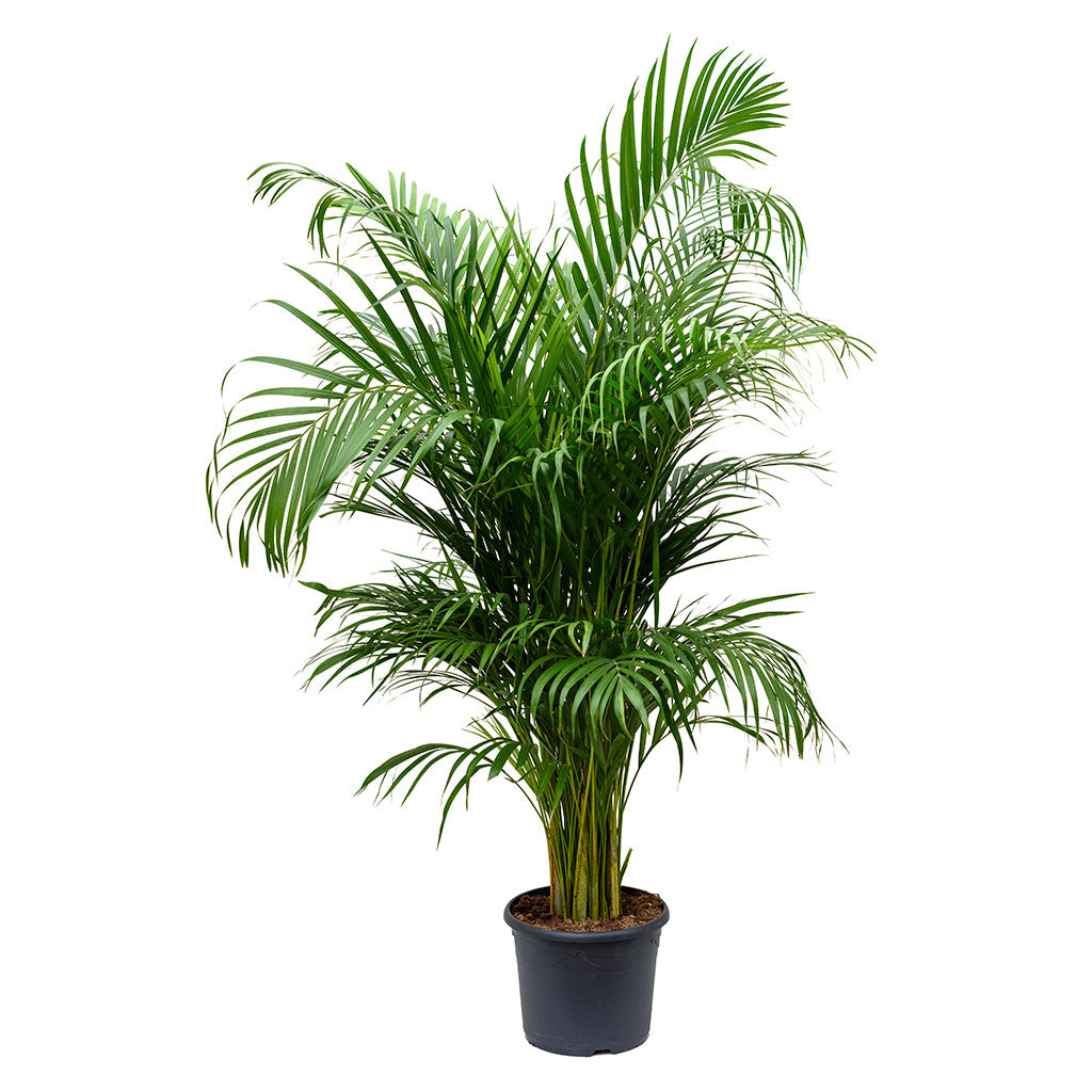 Chrysalidocarpus lutescens - Areca Palm - 120cm