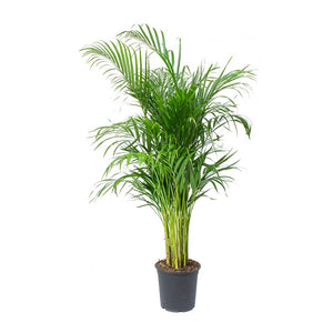Chrysalidocarpus lutescens - Areca Palm 130cm 24cm