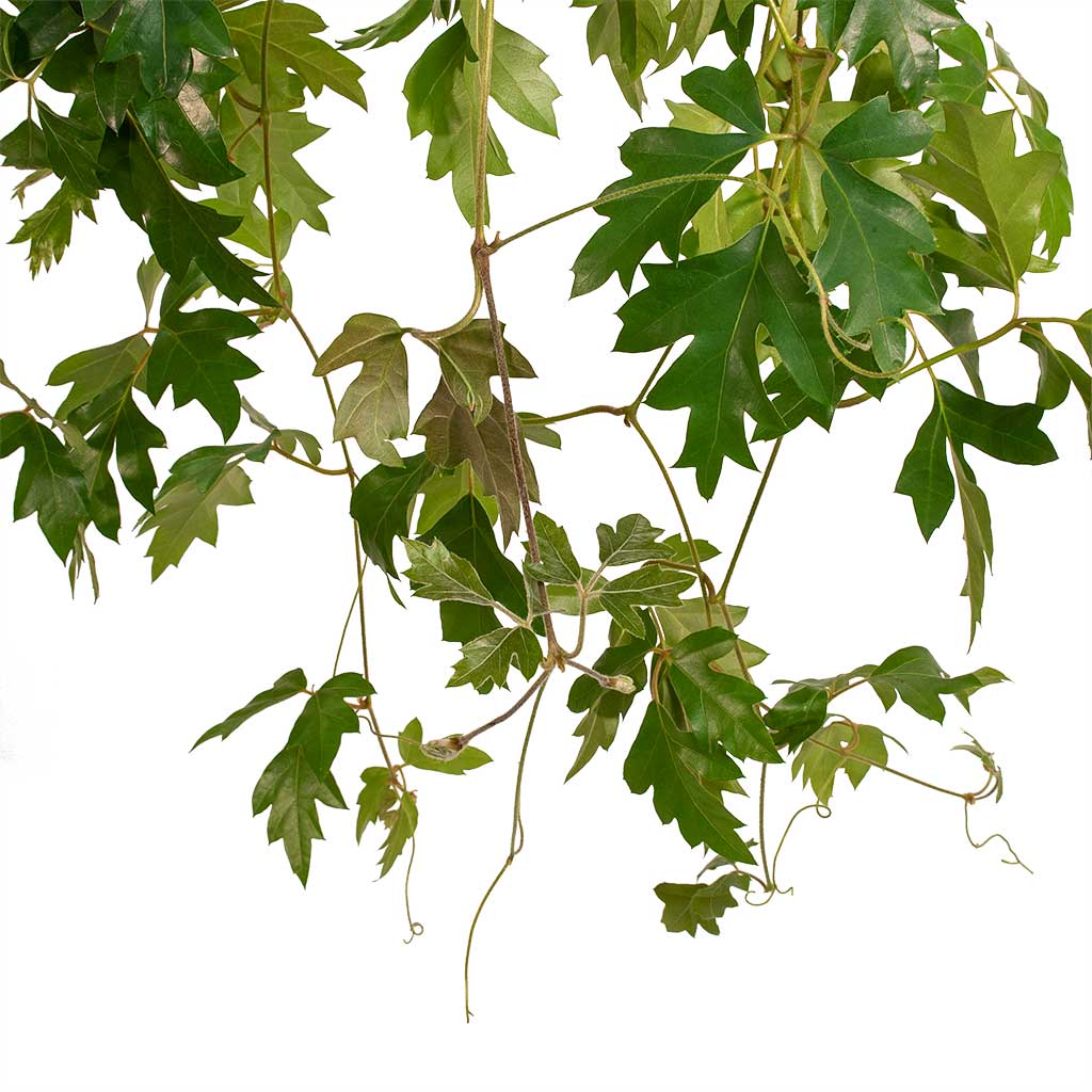 Cissus ellen danica - Grape Ivy Leaves