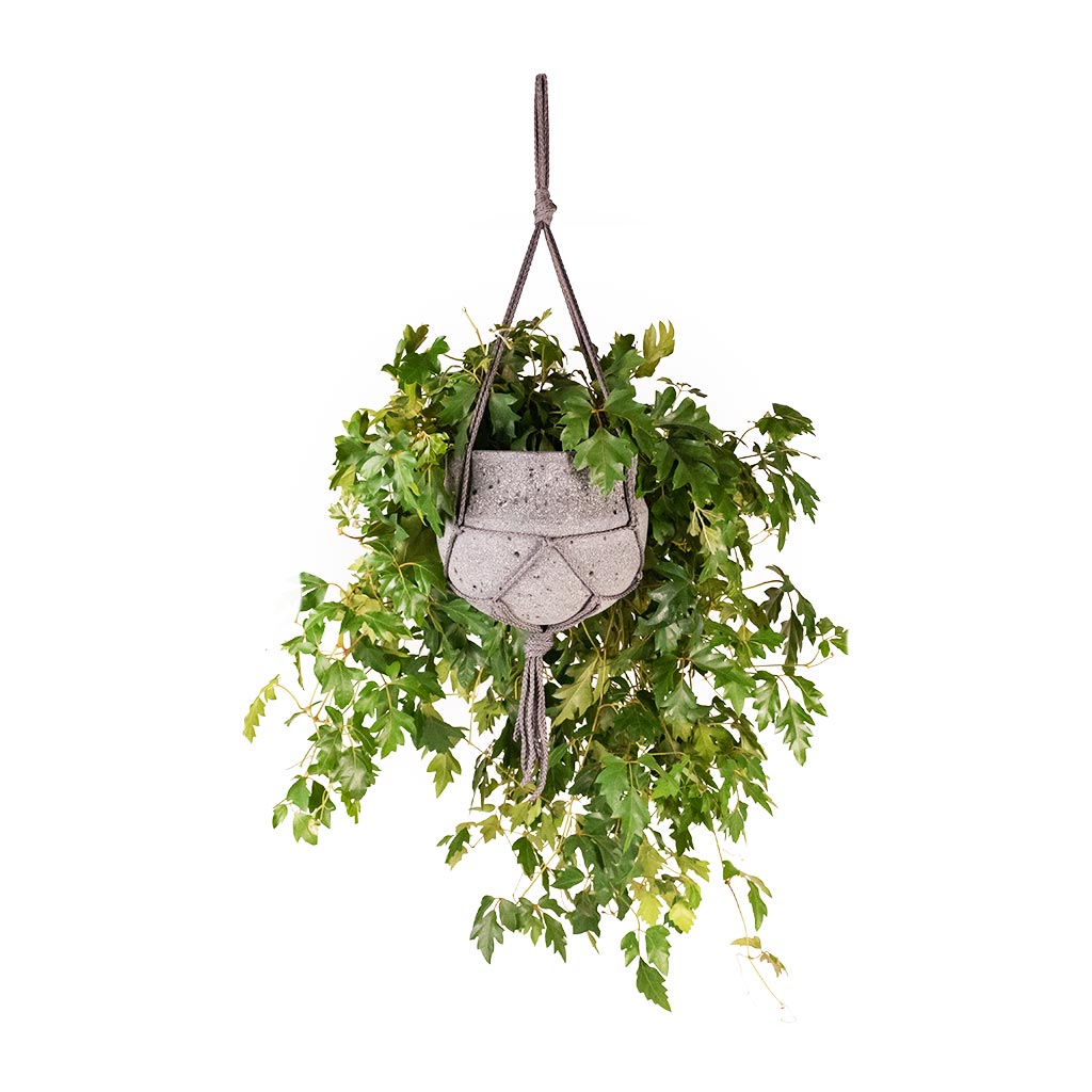 Cissus rhombifolia Ellen Dancia - Grape Ivy Hanging Houseplant & Hans Hanging Plant Pot - Laterite Grey