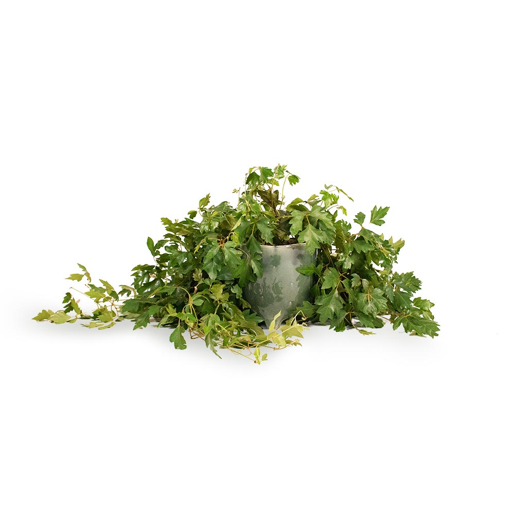 Cissus rhombifolia Ellen Dancia - Grape Ivy Hanging Houseplant & Kaat Plant Pot - Green