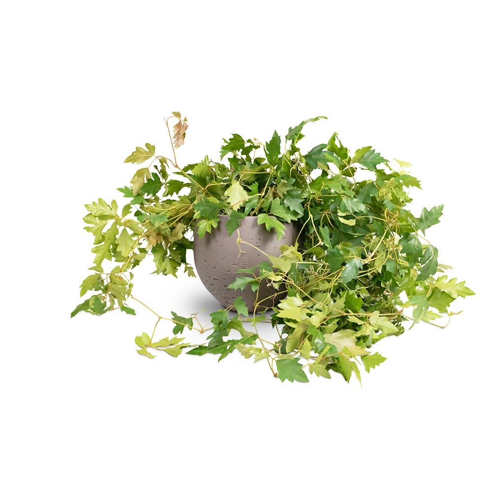 Cissus rhombifolia Ellen Dancia - Grape Ivy Houseplant & Mini Orb Kevan Plant Pot - Ash Brown