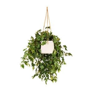Cissus rhombifolia Ellen Dancia - Grape Ivy Hanging Houseplant & Patt Hanging Plant Pot - Grey Washed