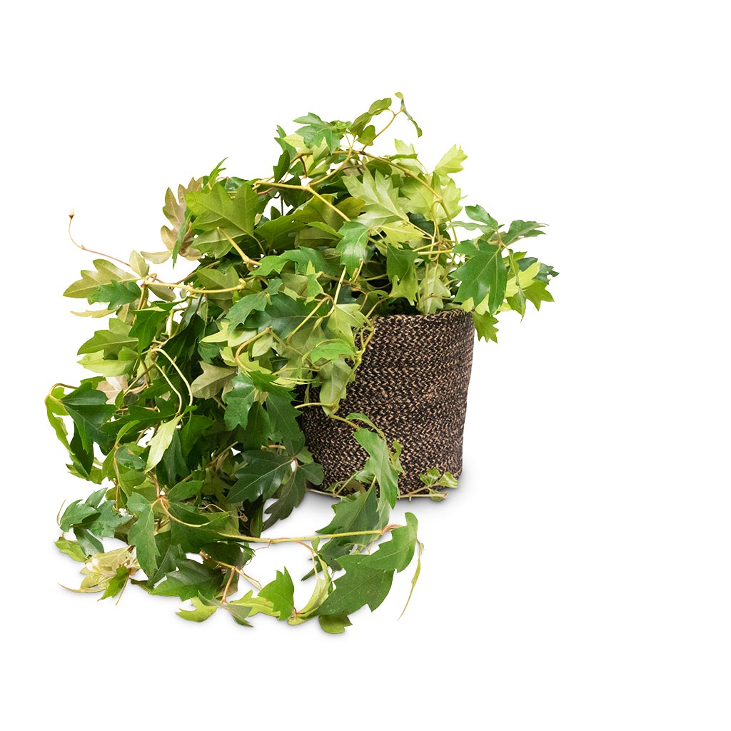Cissus rhombifolia Ellen Dancia - Grape Ivy Houseplant & Selin Plant Basket - Black Weave