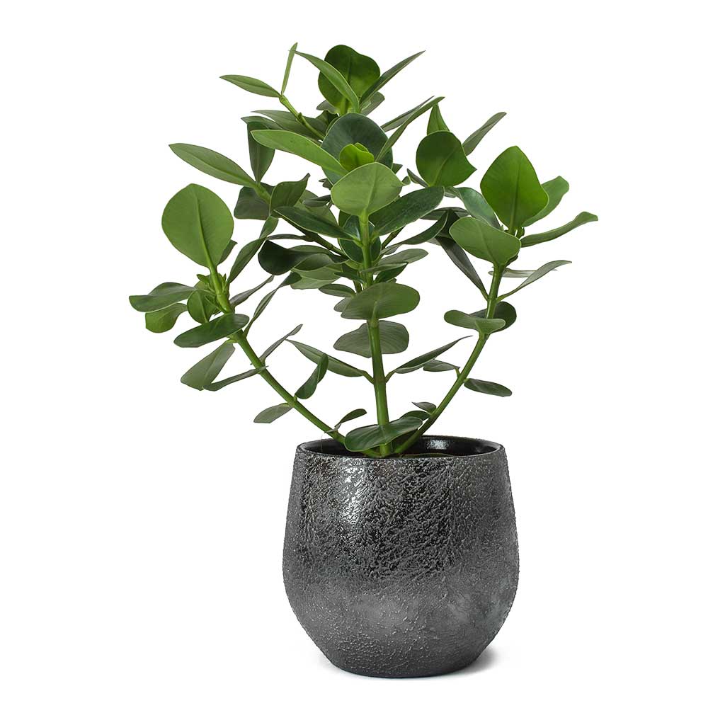 Clusia rosea Princess - Autograph Tree & Esra Lead Plant Pot
