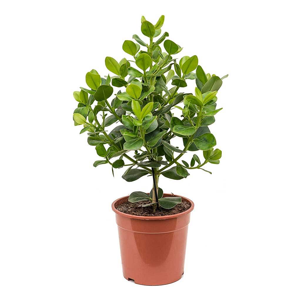 Clusia rosea Princess - Autograph Tree Houseplant | Hortology - HORTOLOGY