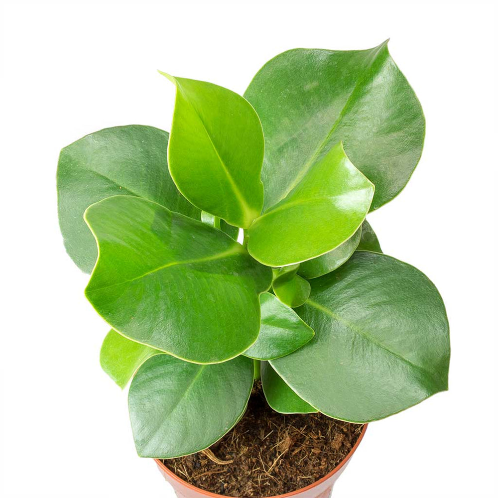 Clusia rosea Princess - Autograph Tree Houseplant | Hortology