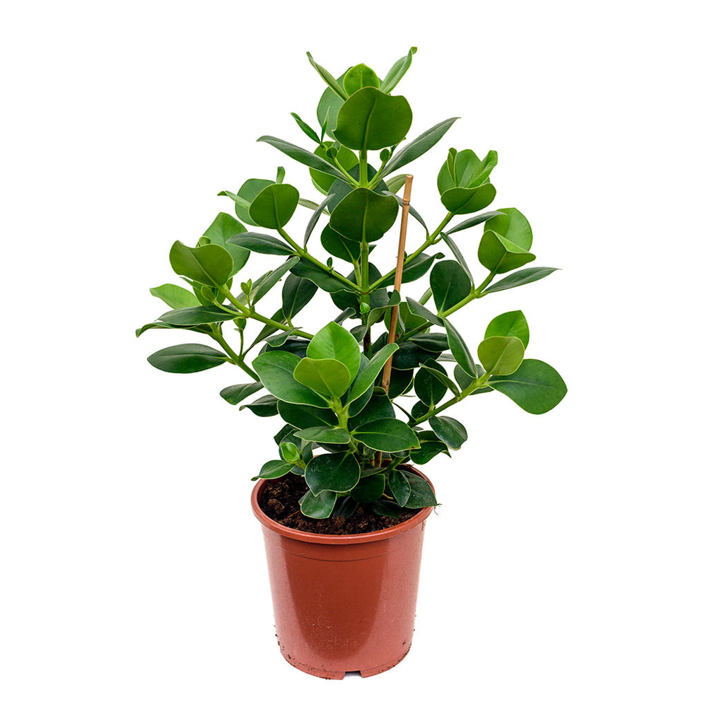 Clusia rosea Princess - Autograph Tree Houseplant | Hortology - HORTOLOGY