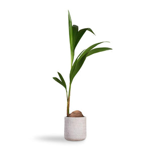 Cocos nucifera - Coconut Palm Tree Indoor Plant & Angle Cylinder Plant Pot - White