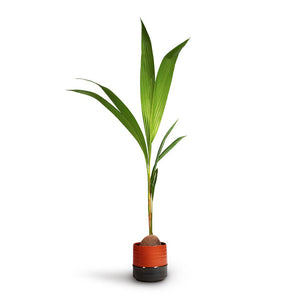 Cocos nucifera - Coconut Palm Tree & Marlijn Plant Pot - Coral