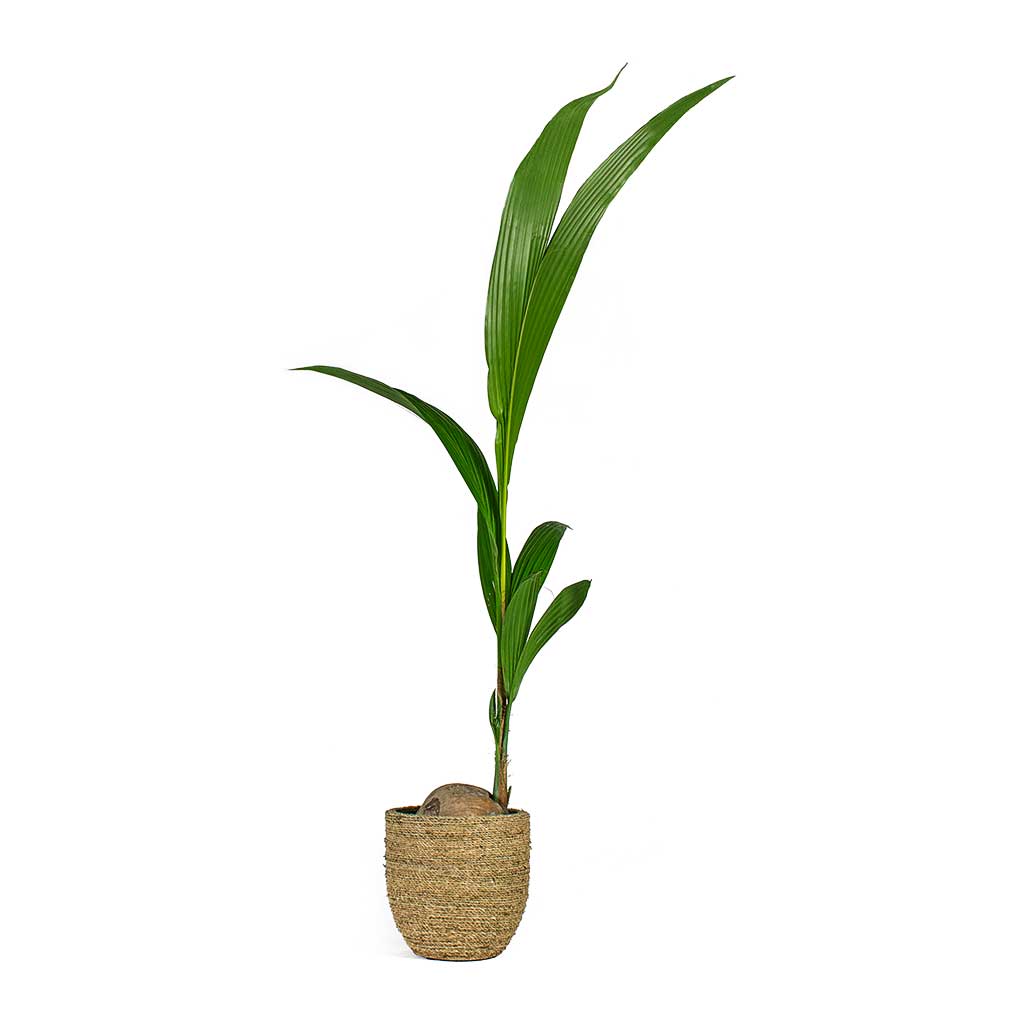 Cocos nucifera Coconut Palm Tree & Cody Plant Pot Straw Grass