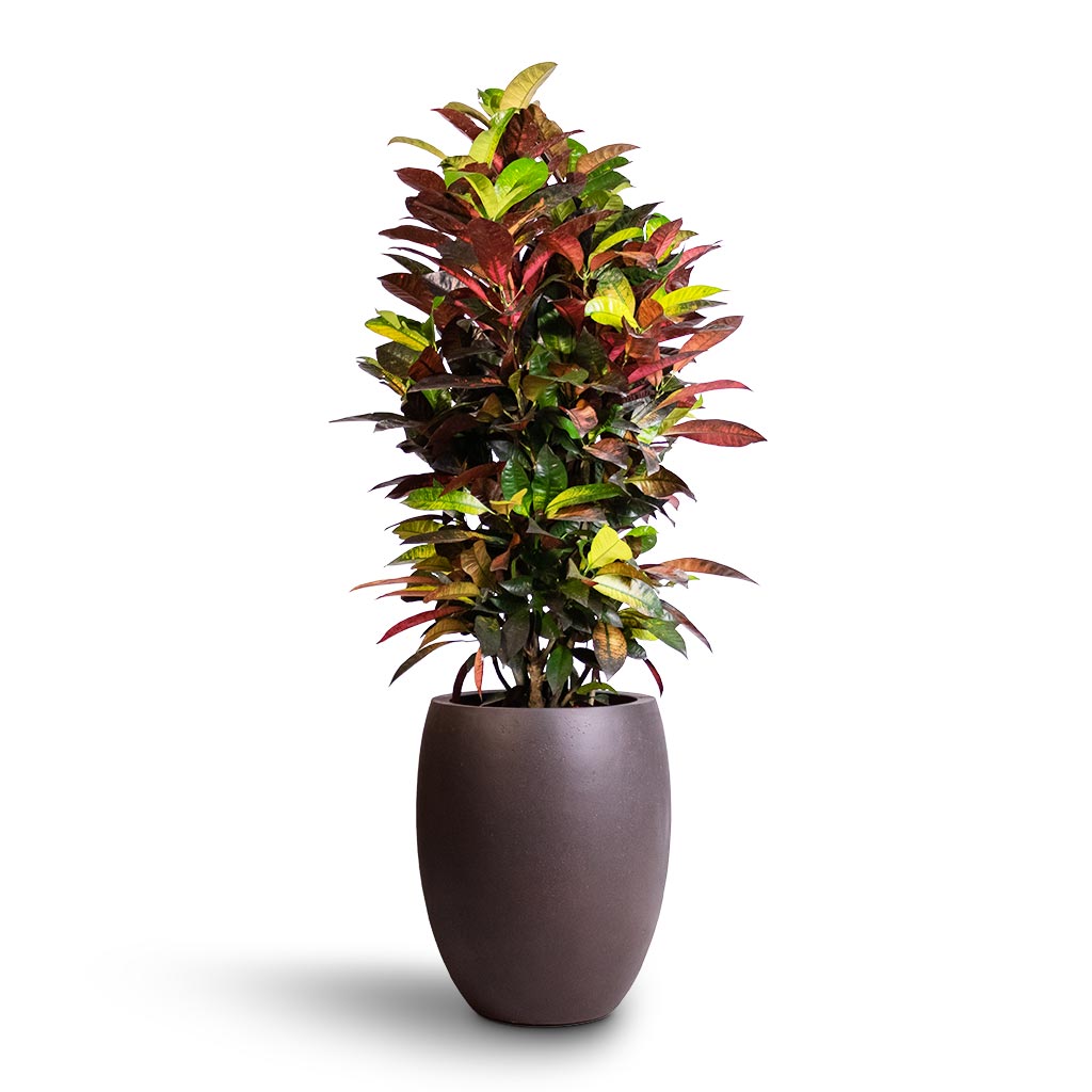 Codiaeum Iceton - Croton - 27 x 110cm Grigio Tall Balloon Planter - Rusty Iron Concrete - 40 x 50cm
