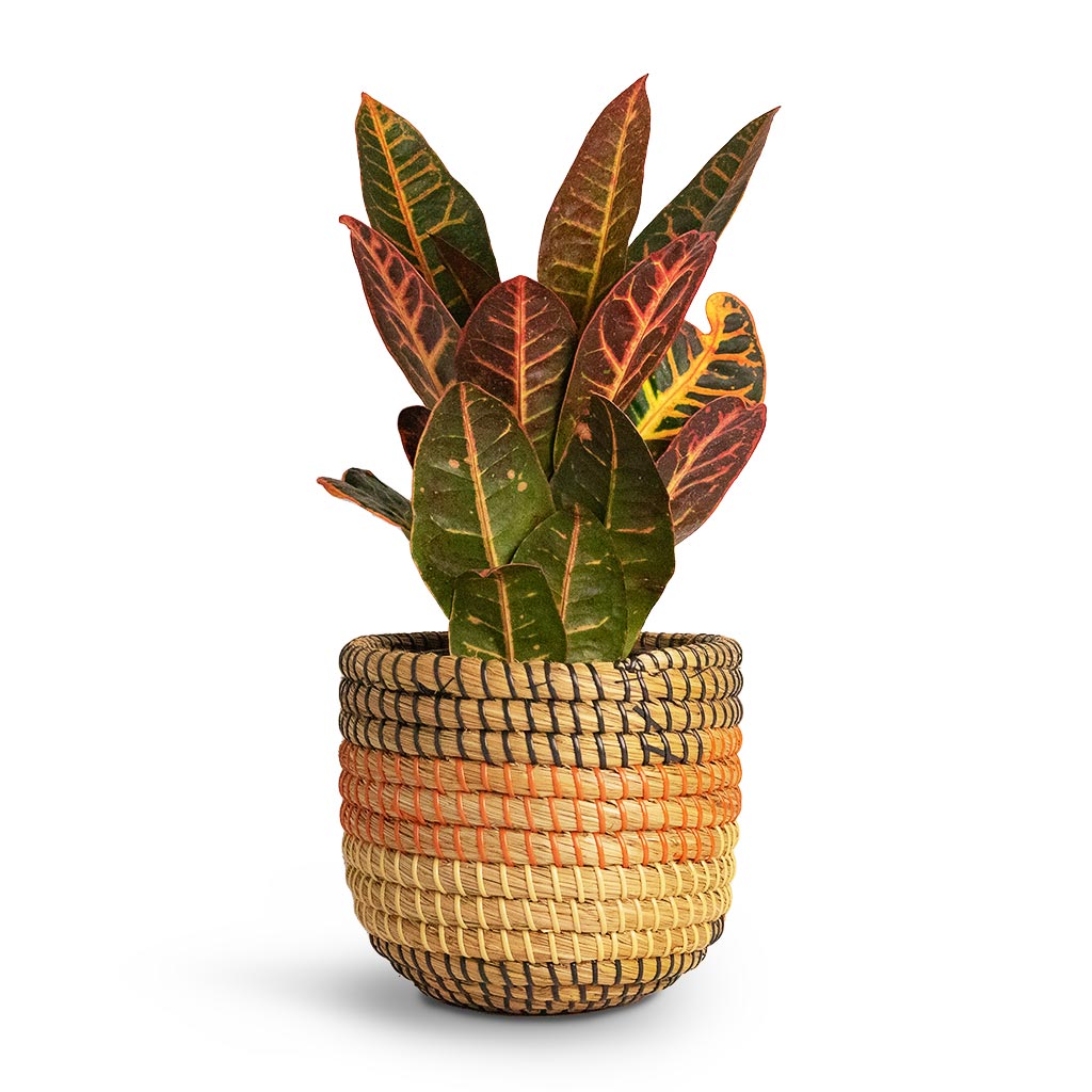 Codiaeum Petra Croton Houseplant & Jane Plant Baskets Set of 5 Desert