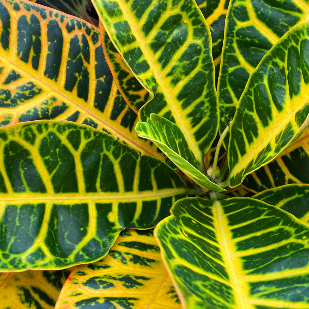 Codiaeum Petra - Croton Close Up
