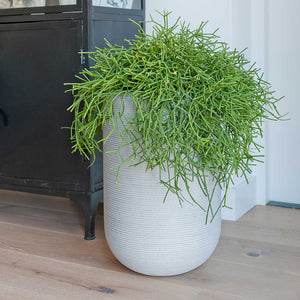 Cody Plant Vase - Ridged Cement & Indoor Succulent
